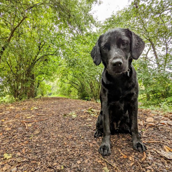 Abbie uit Hoorn zoekt een Hondenoppas