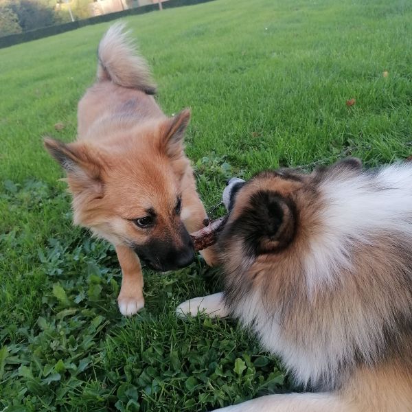 Sómi en Loa uit Eijsden zoekt een Hondenoppas
