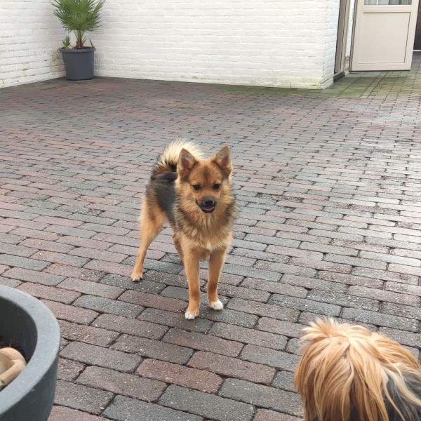 Bodhi uit Tilburg zoekt een Hondenoppas