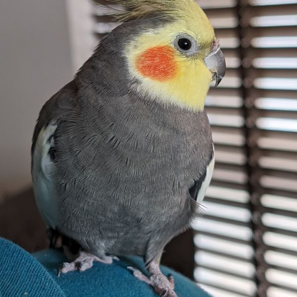 Hans, Truus uit Ede zoekt een Vogeloppas