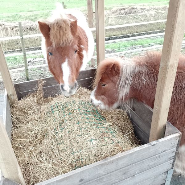 Ginger en Vita uit Rumpt zoekt een Paardenverzorger