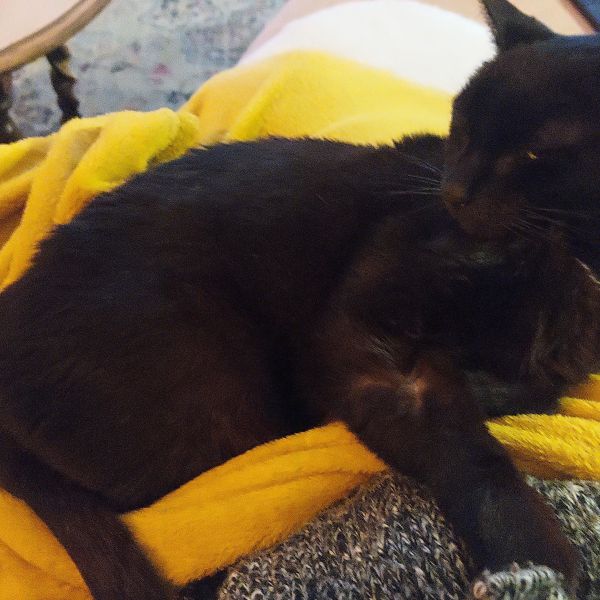 Mickey uit Utrecht zoekt een Kattenoppas