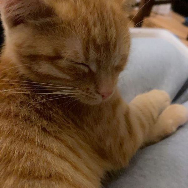 Noodel uit Haren zoekt een Kattenoppas