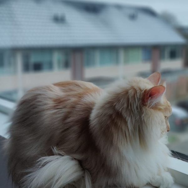 Karel, Cayro uit Harderwijk zoekt een Kattenoppas