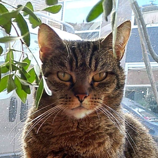 Claudis, Claudia uit Woudenberg zoekt een Kattenoppas