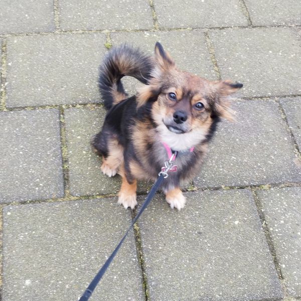 Beertje uit Nijmegen zoekt een Hondenoppas