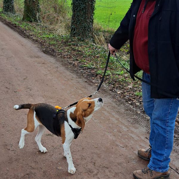 Mart uit Winterswijk zoekt een Hondenoppas