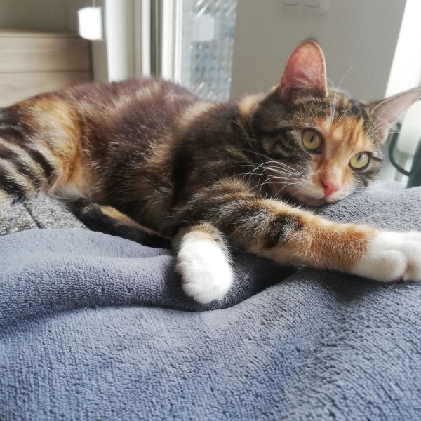 Millie uit Haelen zoekt een Kattenoppas