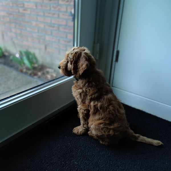 Dobby uit Helmond zoekt een Hondenoppas