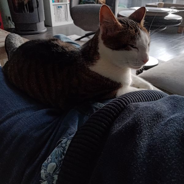 Annebelle uit Oosterhout zoekt een Kattenoppas