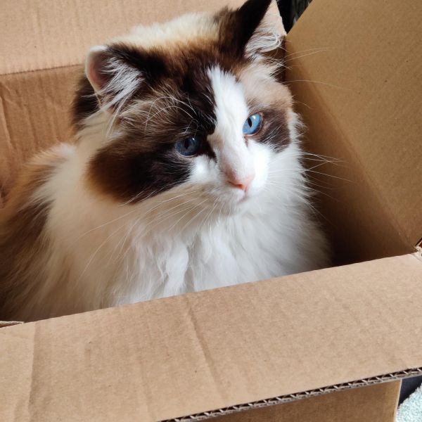 Lodewijck, Floyd, Finn uit Aarlanderveen zoekt een Kattenoppas