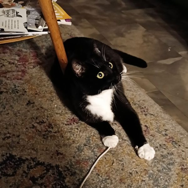 Donna, Roxxy uit Den Haag zoekt een Kattenoppas