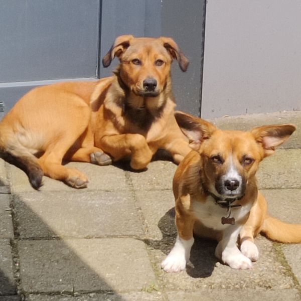 Lilo, Jaley uit Best zoekt een Hondenoppas
