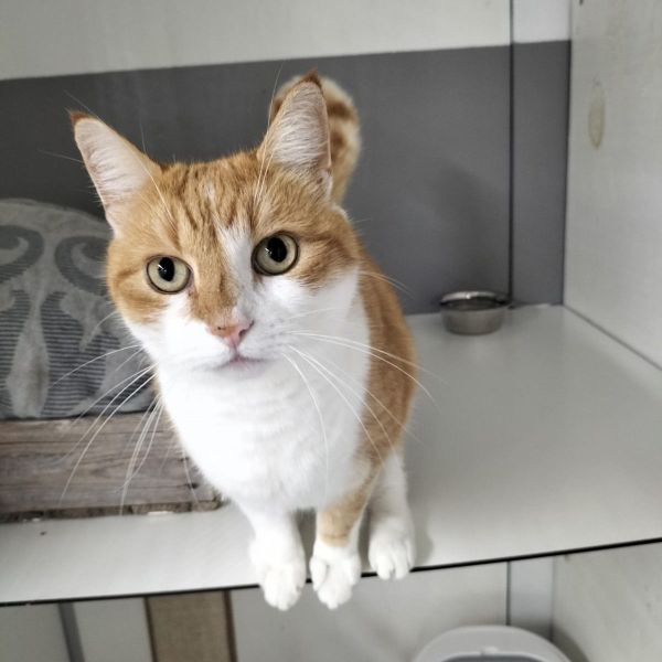 Draakie, Leini uit Heenvliet zoekt een Kattenoppas