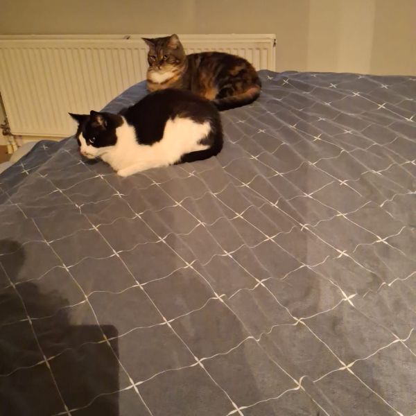 Tim en Jet uit Rossum zoekt een Kattenoppas