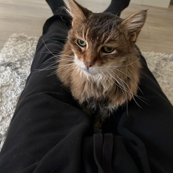 Mascha, Nova uit Woudenberg zoekt een Kattenoppas