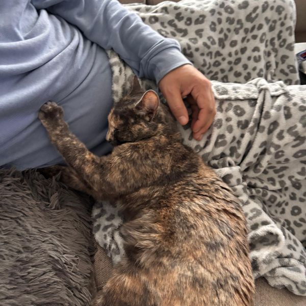 Noessie, Iroh uit Almelo zoekt een Kattenoppas