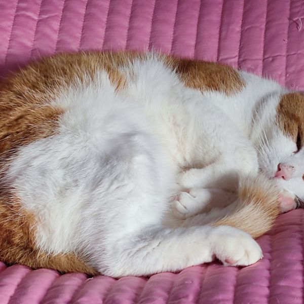 Jilzz, James uit Dronten zoekt een Kattenoppas