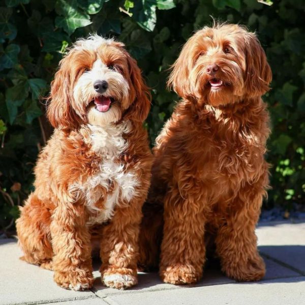 Maggie& miep, Pip en joep, Catootje uit Oude-Tonge zoekt een Hondenoppas
