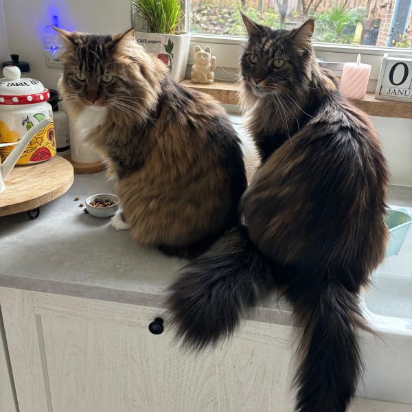Willem, Beertje uit Nijmegen zoekt een Kattenoppas