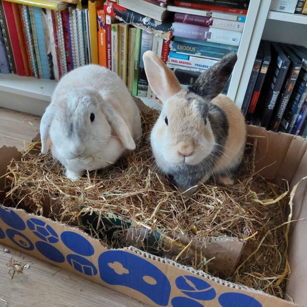 Kung Fu Panda, Batman, Zoey uit Woerden zoekt een huisdierenoppas