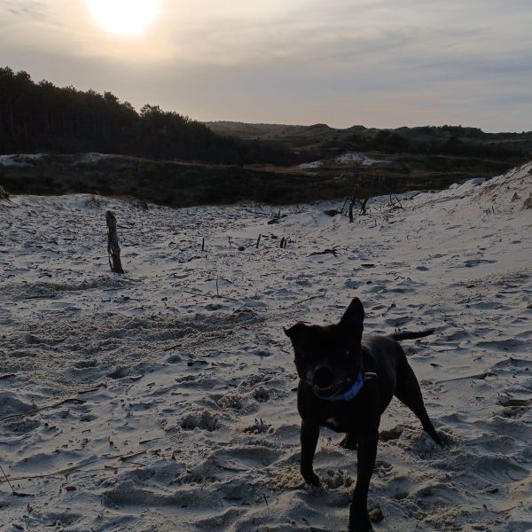 Hondenoppas Reimke uit Noord-Scharwoude