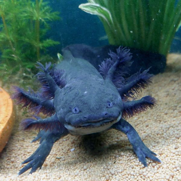 Huisdierenoppas Charlotte uit Maastricht