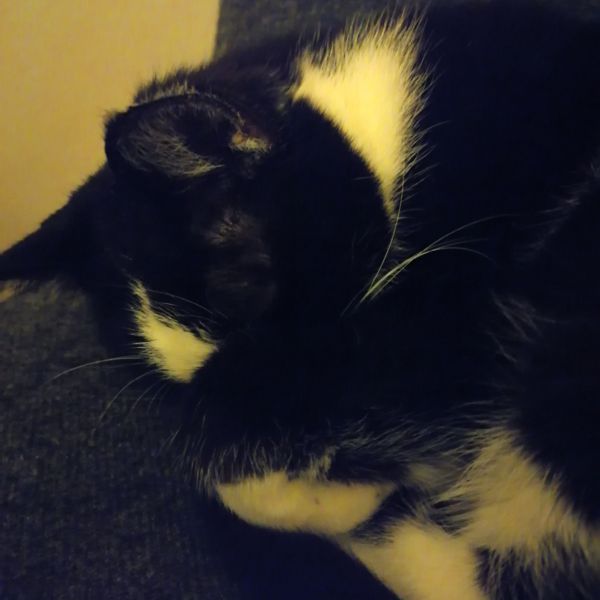 Huisdierenoppas Selma uit Zwijndrecht