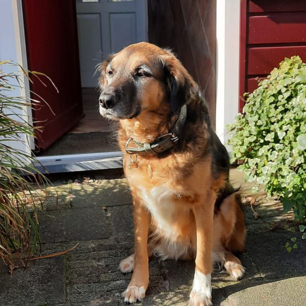 Huisdierenoppas Sanne uit Apeldoorn