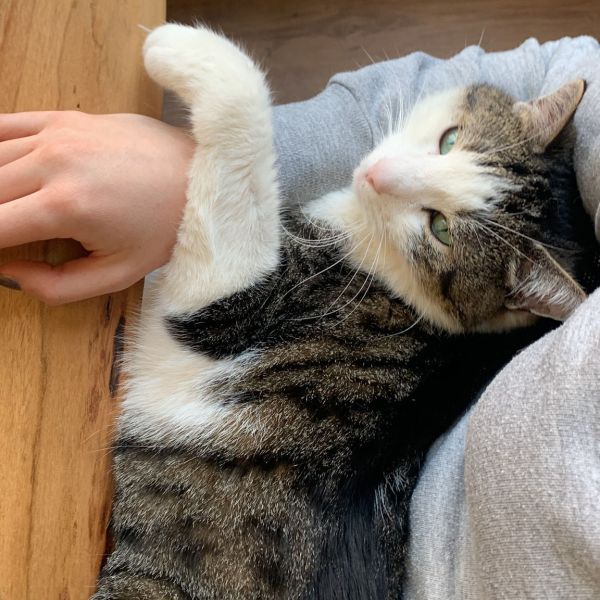 Ted, Mitsi uit Schiedam zoekt een Kattenoppas