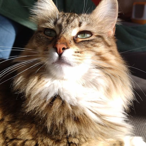 Kelly uit Zoetermeer zoekt een Kattenoppas