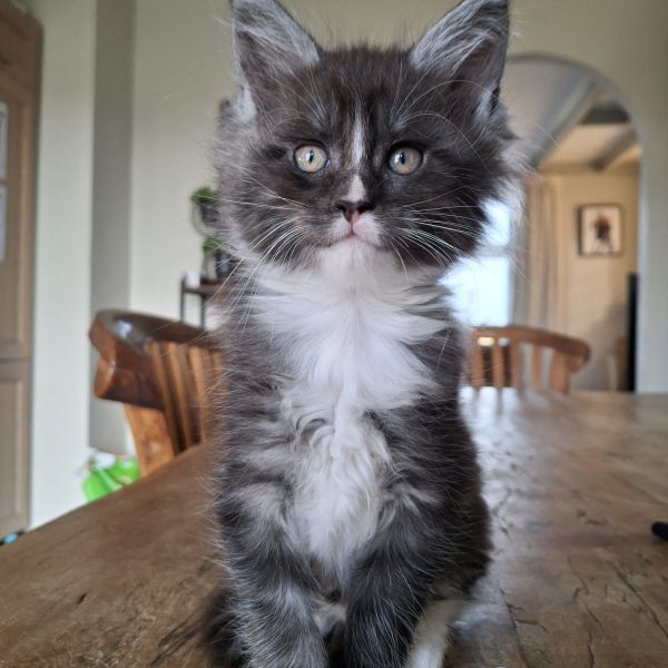 Shusi uit Sneek zoekt een Kattenoppas