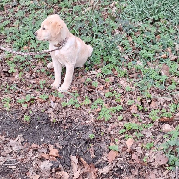Trixie uit Rijnsburg zoekt een Hondenoppas