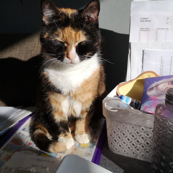 Twinkle uit Zeewolde zoekt een Kattenoppas