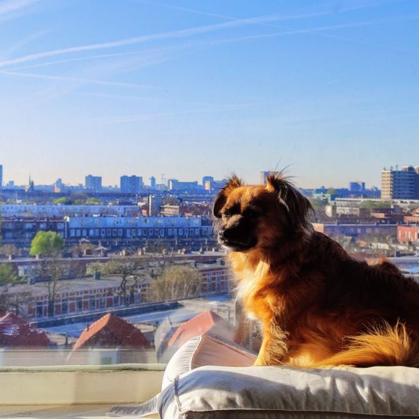 Zabi uit Den Haag zoekt een Hondenoppas