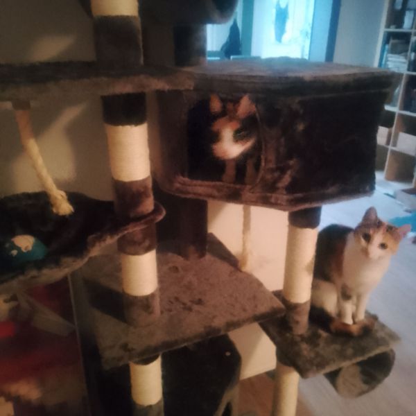 Charlie, Izzie uit Sint Joost zoekt een Kattenoppas