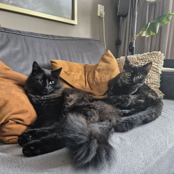 Storm en nala uit Heerhugowaard zoekt een Kattenoppas