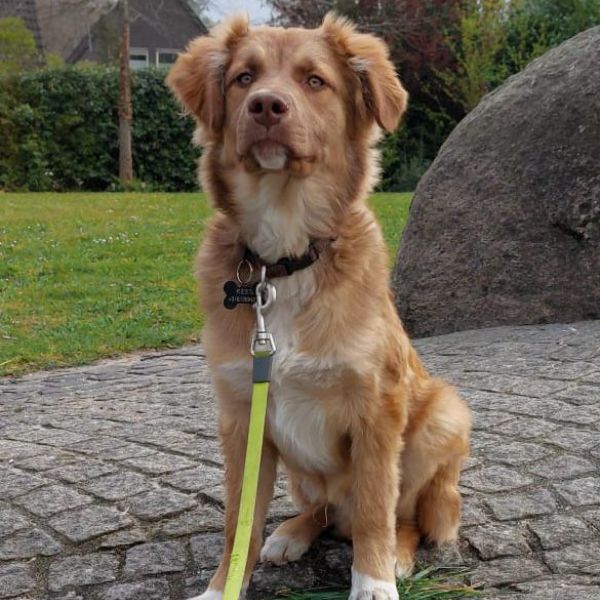 Kees uit Renkum zoekt een Hondenoppas