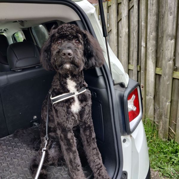 Ozzy uit Hillegom zoekt een Hondenoppas