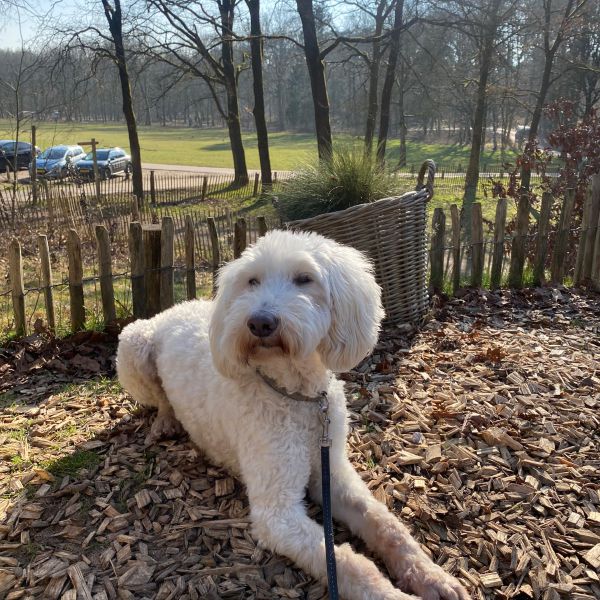 Balou uit Culemborg zoekt een Hondenoppas