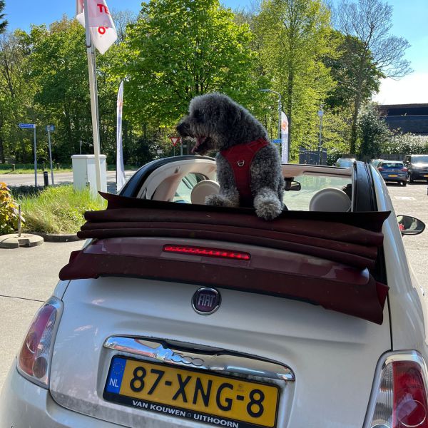 KNEUS uit Rheden zoekt een Hondenoppas