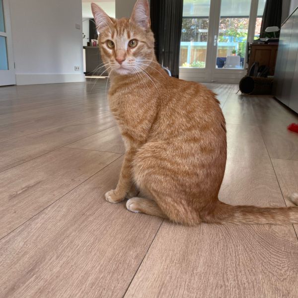 Sinas, Dropje uit Malden zoekt een Kattenoppas