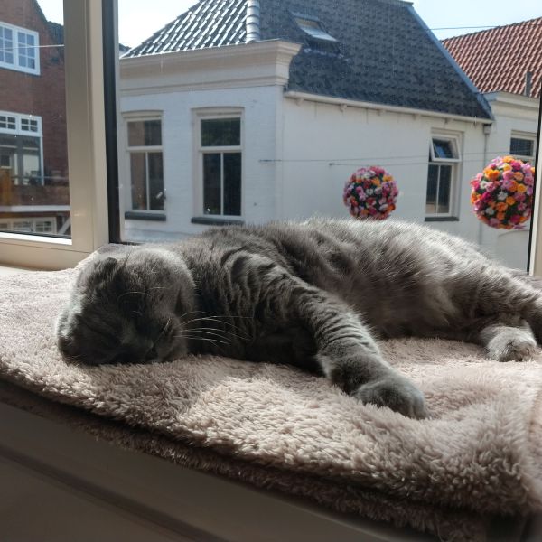 Amadeus uit Zwolle zoekt een Kattenoppas