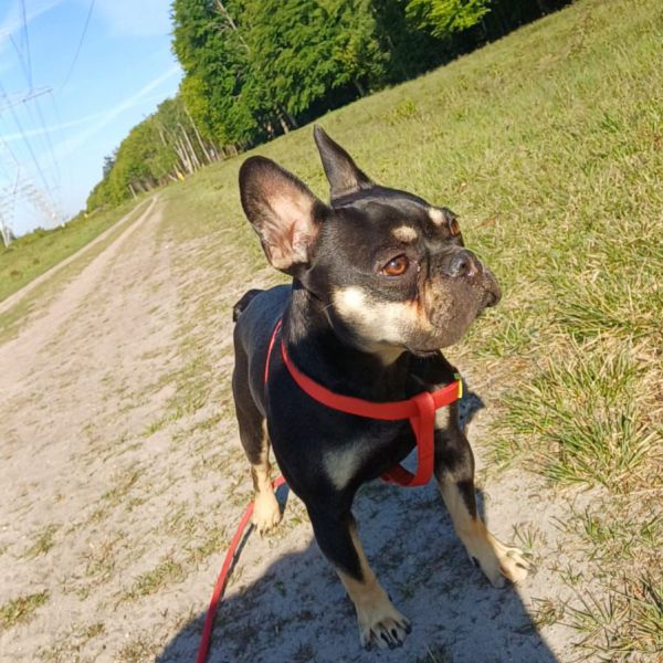 Boba uit Emmen zoekt een Hondenoppas