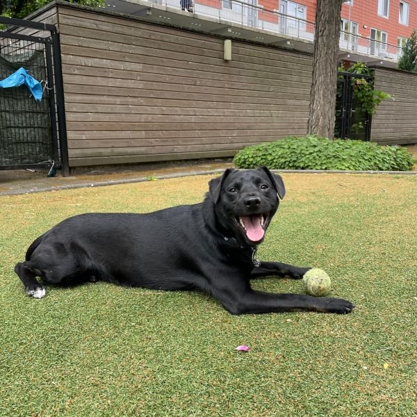 Basha, Pussy uit Rotterdam zoekt een huisdierenoppas