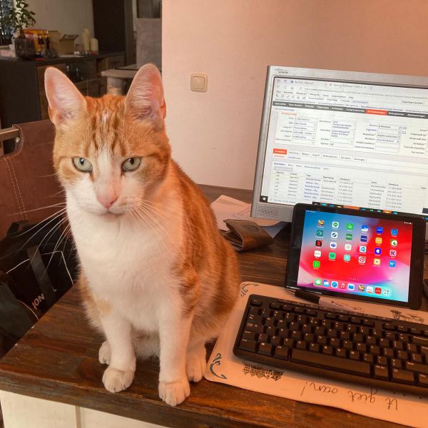 Simba, Zorro, Touwtje uit Hemrik zoekt een Kattenoppas