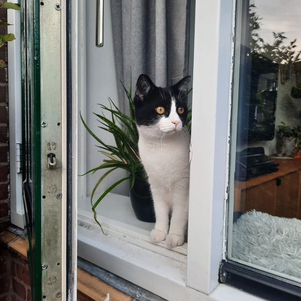 Mila uit Soest zoekt een Kattenoppas