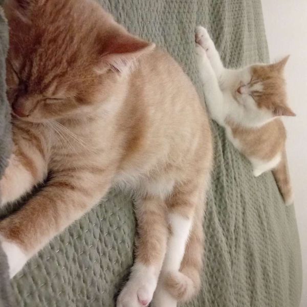 Bowie en micky uit Huissen zoekt een Kattenoppas