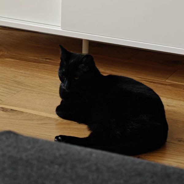 Noxy uit Westervoort zoekt een Kattenoppas