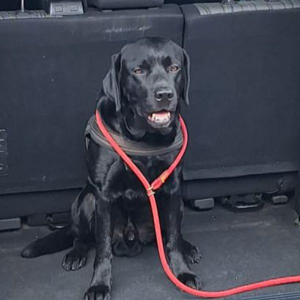 Hondenoppas Noelle uit Nijmegen